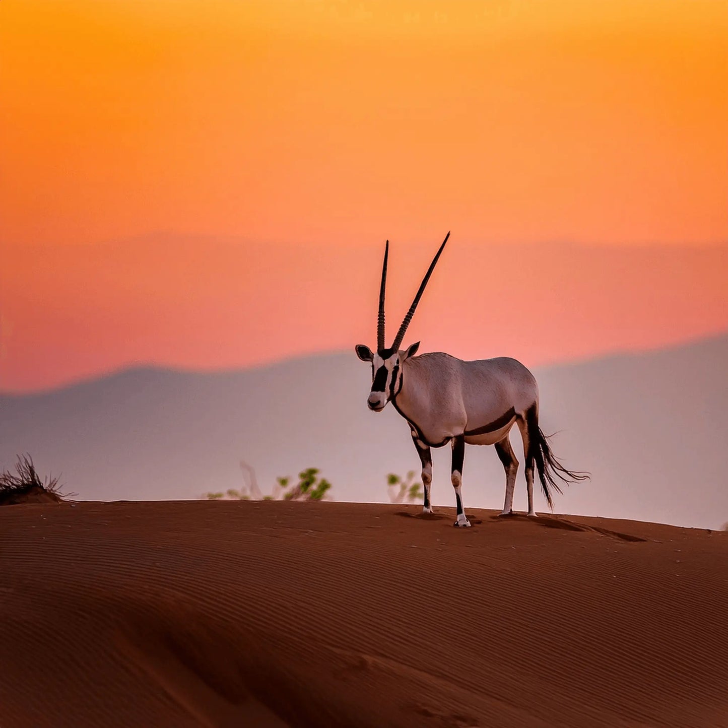 10 Tage | Oman Highlights – Natur, Kultur & Küste