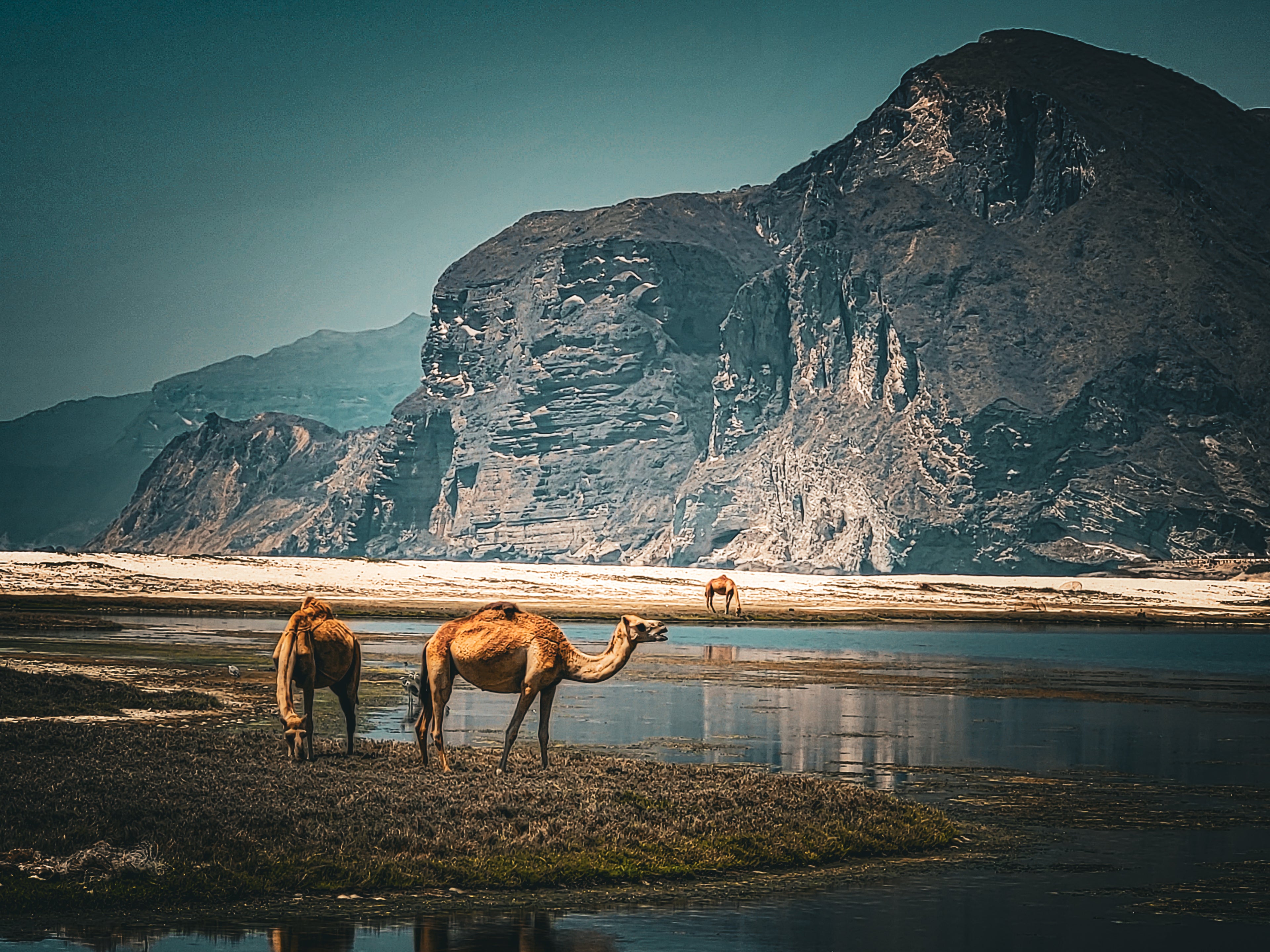 Kamele weiden an der Küste von Oman mit imposanten Bergen im Hintergrund